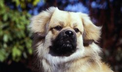 These dogs are very mobile and active. If you want to make a loyal friend, then the representati ...