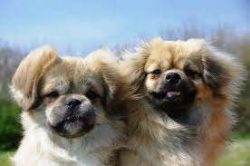 They are considered wonderful companion dogs. 