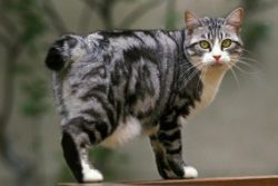 The American Bobtail is a relatively large, sturdy cat with a short tail and the look of a real  ...