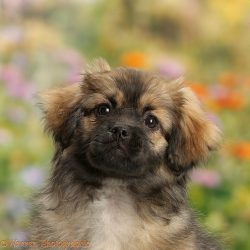 At first glance, these are small glamorous dogs with cute snub-nosed muzzles and beautiful long  ...