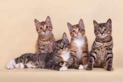 The American Bobtail is considered an active breed, on the activity scale, it has 8 points out o ...