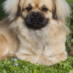 The dogs not only patrolled the walls of monasteries, but they were also entrusted with the hono ...