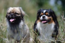 Tibetan spaniels were never sold – they could only be given as a sign of great respect. Th ...