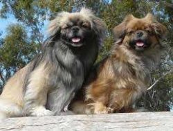 It should be understood that these dogs have nothing to do with real European spaniels (or Hispa ...