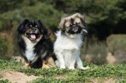 In fact, they are related to such ancient Asian breeds as the Pekingese and Shih Tsu. 
