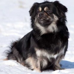 Today this breed, although not too numerous, is very loved all over the world. 