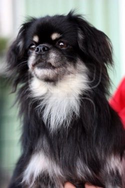 Small and very cute doggies. The muzzle is short, at first glance it resembles the muzzle of a P ...