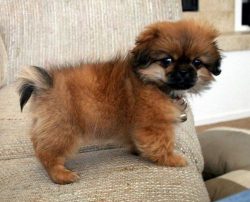 Unlike the Pekingese, the legs of the Tibetan spaniels are straight and higher, the back is even ...