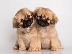 The most varied colors are permissible – monochromatic and spotted of various shades, most ...