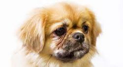 In Tibet, dark dogs are traditionally prized, and if she has a white spot on her forehead, such  ...