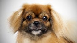 The character of Tibetan spaniels combines the features of both guard and decorative dogs. 