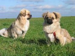 They will not bother the owners when they are not inclined to communicate, but they will play wi ...