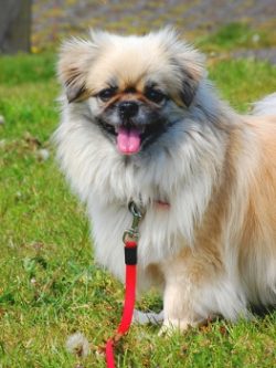 Tibetan Spaniels are quite active dogs and walk with pleasure, and their small size allows you t ...