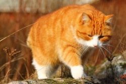 Today the number of American Bobtails is still very small. It is still permitted to crossbreed b ...