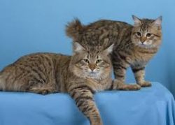 Confident and friendly, the American Bobtail is an intelligent breed of cat that also has person ...