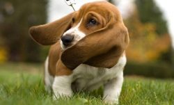 The Artois Hound has been known since the 15th century, it appeared as a result of crossing a Bl ...