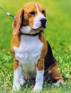 The name of the breed indicates its place of origin – the northern province of Artois in F ...