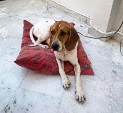 The Artois Hound is not a companion dog, but a working breed that is bred solely for its qualiti ...