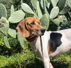In everyday life, the Artois Hound rarely gives trouble to the owner, but this is only in the ca ...