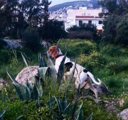 Many Artois Hound dogs strive to occupy a dominant position, so they just need early socializati ...