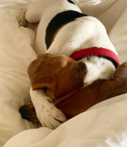 Interestingly, the well-balanced Artois Hound doesn’t need constant attention. They quite  ...