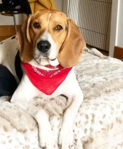 The Artois Hound requires respect for itself, although it also loves to have fun and play. The d ...