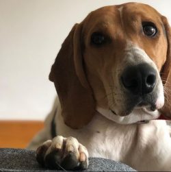 If we talk about the friendship of Artois Hound with other animals in the house, then a lot depe ...
