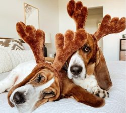 Basset Hounds are excellent hunters with an excellent sense of smell. They love to sniff everyth ...