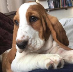 The Basset Hound has a massive but balanced build, with a fairly wide and straight back. The wit ...