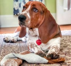 The chest of the Basset Hound is protruding, but not narrow and not pronouncedly deep, the limbs ...