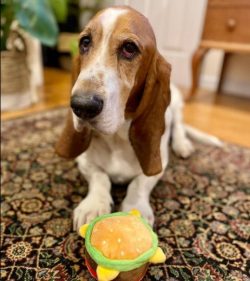 The nose of the Basset Hound is black; in light-colored dogs, it may be brown. The ears are set  ...