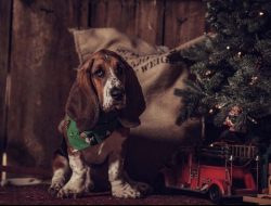 Basset Hound’s coat is short, smooth, and dense. The color is usually red & white or b ...