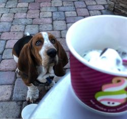 Bassets love to eat and quite often play pranks by stealing food. Moreover, Bassett never misses ...