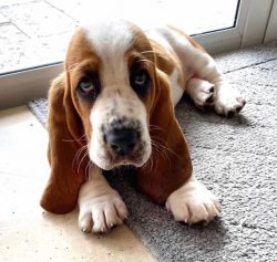 Bassetts are quite agile hunting dogs. But they don’t like active games, but measured, unh ...