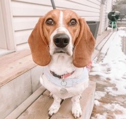 As for training, due to their natural stubbornness, Bassets can work out commands for a long tim ...