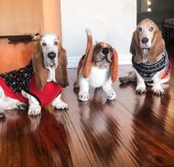 Basset Hounds are dogs with excellent health. They thrive in almost any climate. However, these  ...