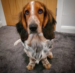 As for the content, the ideal option for Bassett is a country house with a fenced area. But if y ...