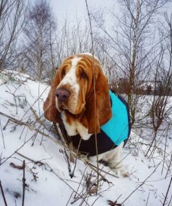 Bassets are short and often get dirty during walks. Bassets are washed more often than many othe ...