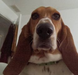 Basset Hounds originated in the UK. According to one version, their ancestors were Bloodhounds.  ...