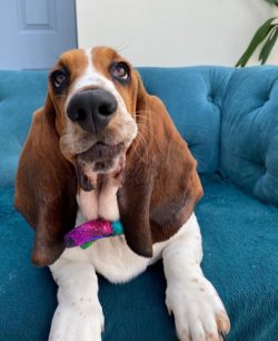 Basset Hounds have been and are still used to hunt pheasants, possums, hares, and even foxes. Th ...