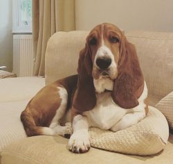 The name of the breed includes 2 words: “bass” – low and “hound” & ...