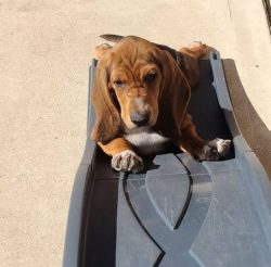 The long ears of the Basset Hound are not an amusing feature, but a hunting advantage. By touchi ...