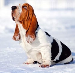 Basset Hounds owe their perfect stability on bumpy terrain to their large paws.  