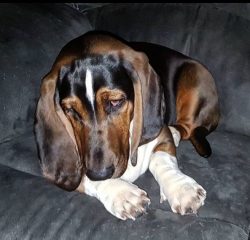 Bassett has the best nose in the world! More precisely, almost the best: only Bloodhound’s ...