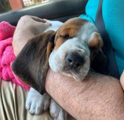 The Basset Hound is a good option for a family, as representatives of this breed are friendly, g ...