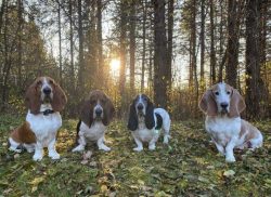 Dogs of this breed are included in the Guinness Book of Records, as they have the longest ears.  ...