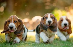 Basset Hound dogs have a strong and strong-willed character and are also considered to be very i ...