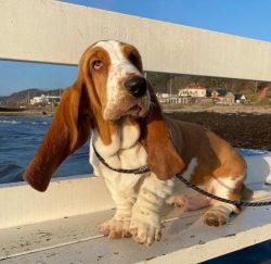 Despite the fact that outwardly it seems that the Bassetts are clumsy and lazy, in fact, this is ...