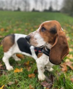 The first mention of Basset Hound dates back to 1585, so Basset Hounds are considered one of the ...