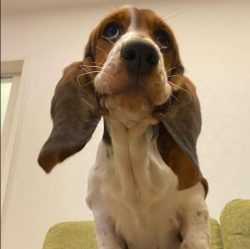 Bassets should never be left alone for a long time – they cannot stand loneliness, begin t ...